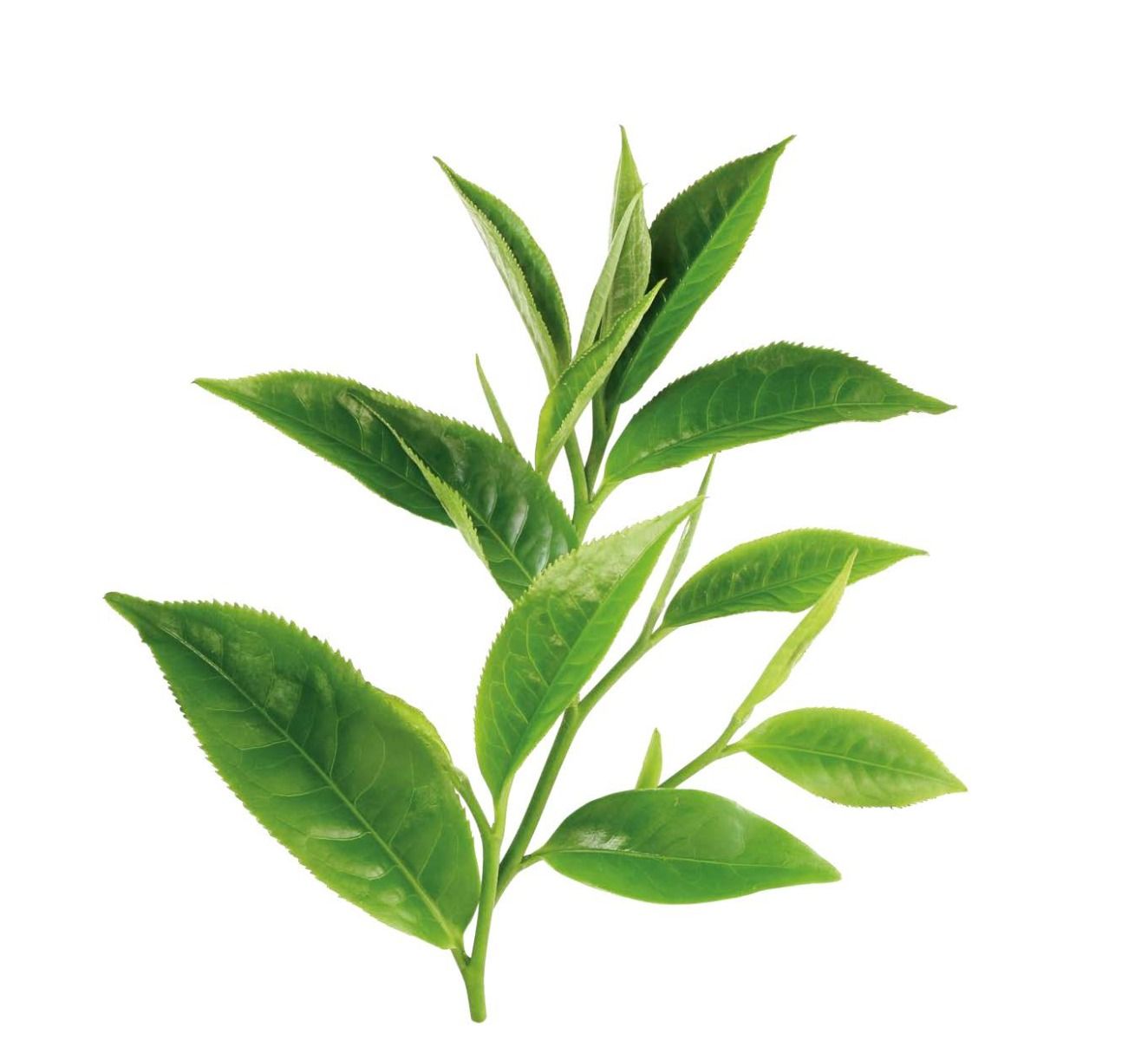 фото листьев чая