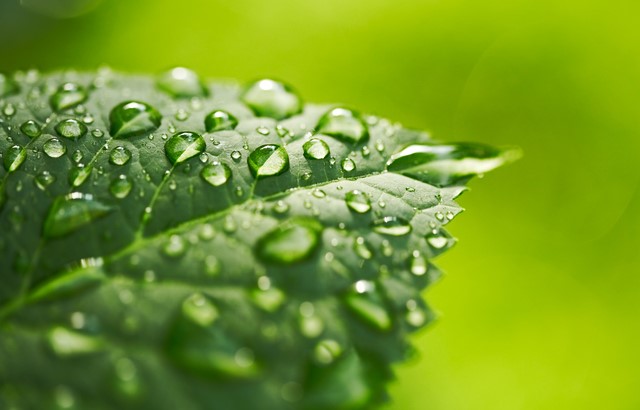 A sharp image of water droplets on a leaf in front of a blurry green background