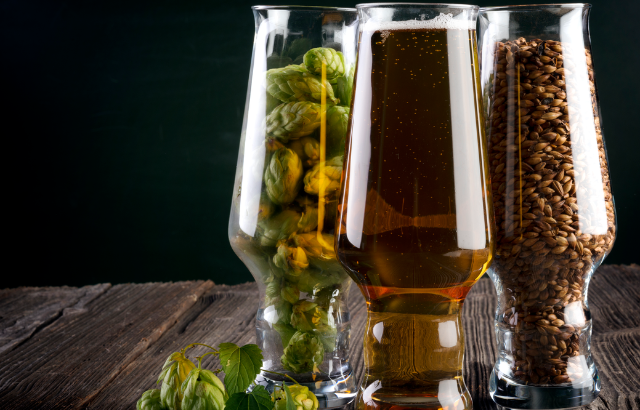 hops and beer in glasses