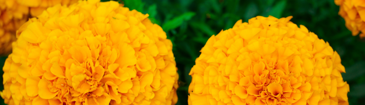 two vibrant marigold flowers in the garden